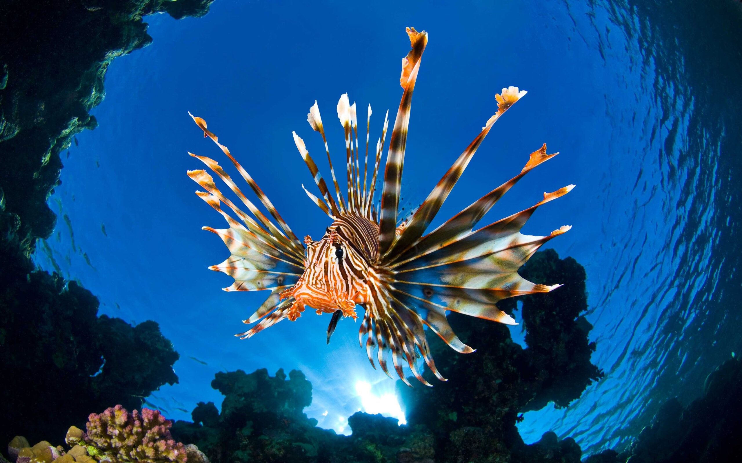 I pesci carnivori hanno raggiunto il Mediterraneo