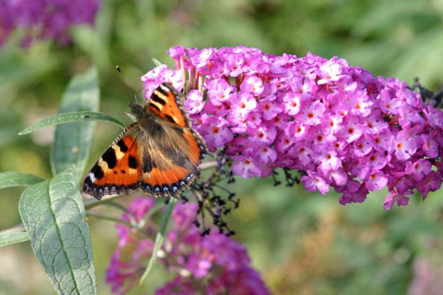 buddleja_davidii_E