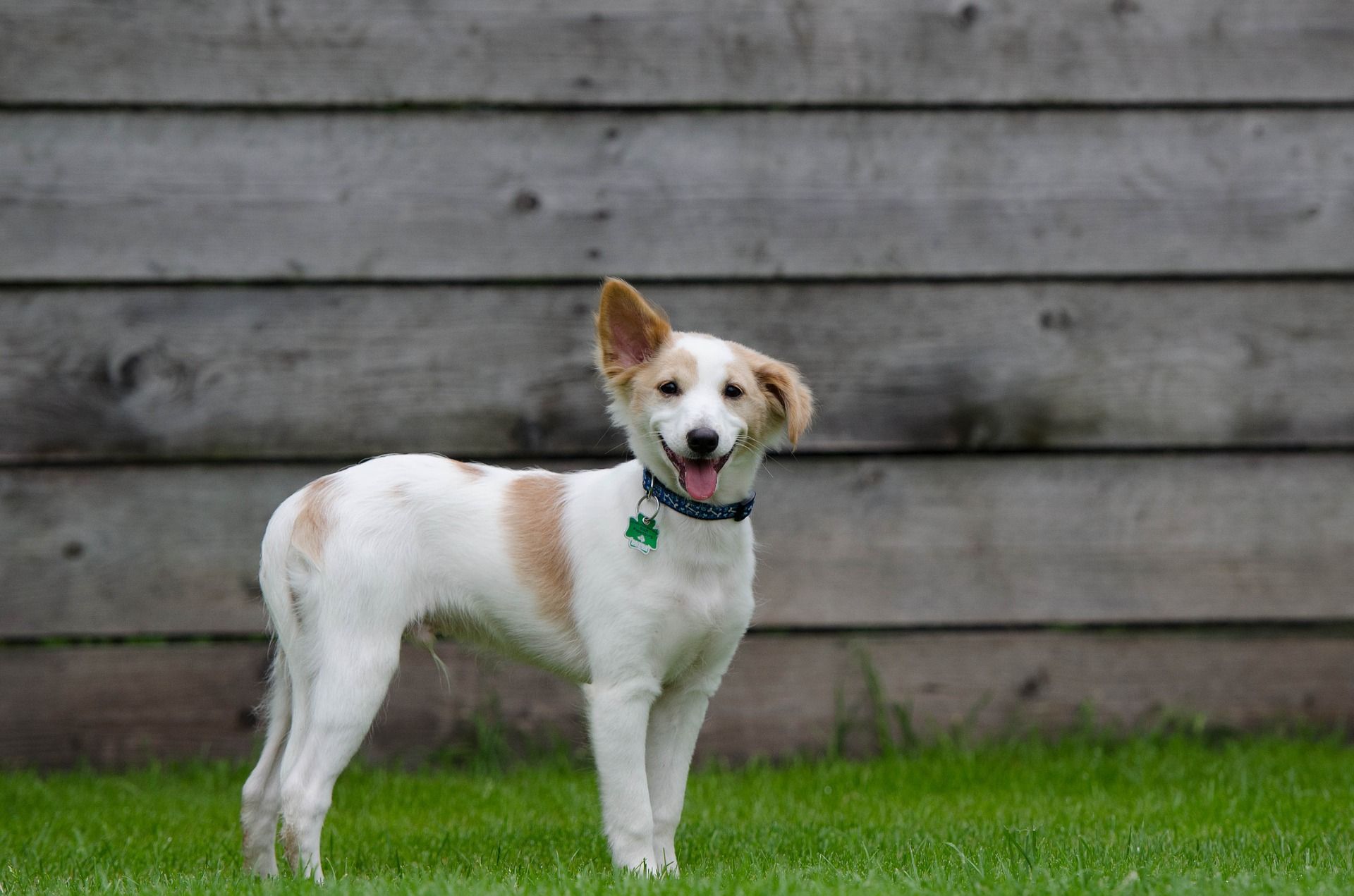 I cani riescono davvero a percepire se una persona è cattiva