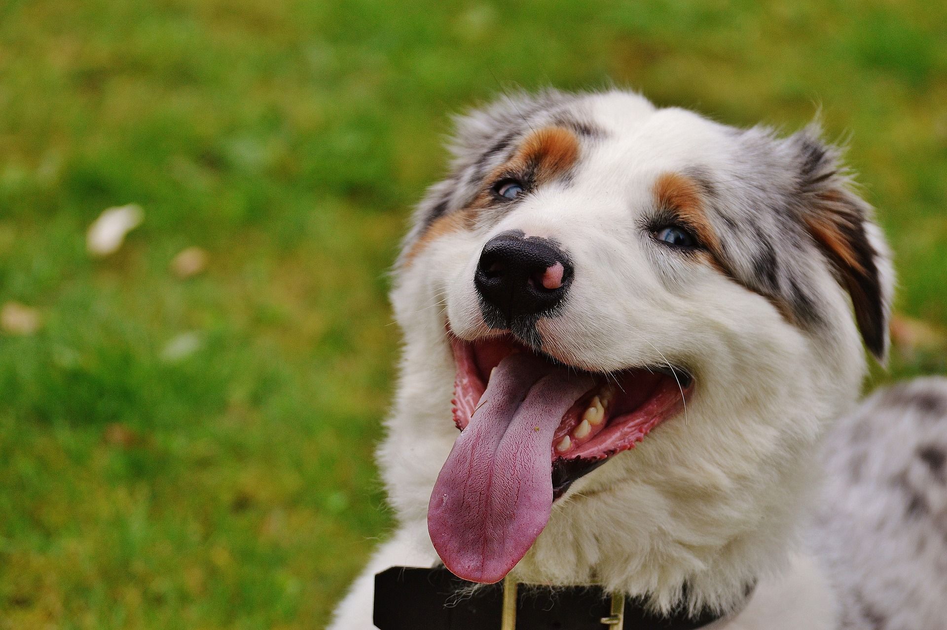 Cosa devi sapere per adottare un cane in canile