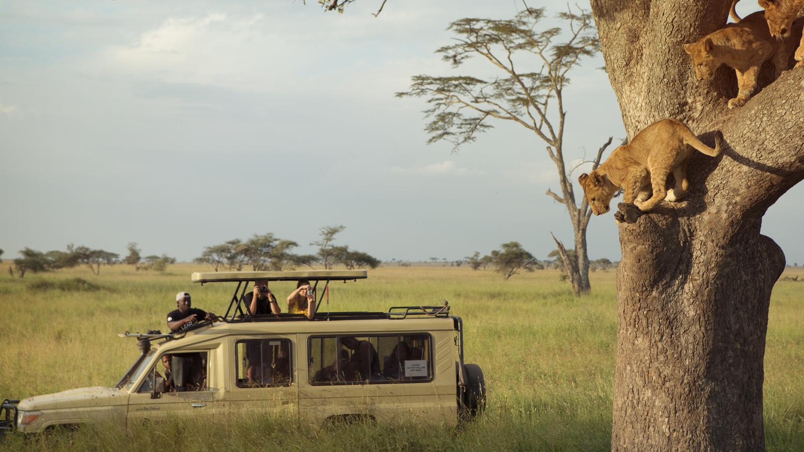 Vacanze alternative: come scegliere il safari perfetto per te
