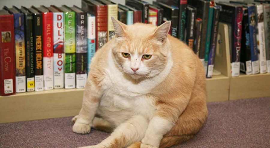 gatti-biblioteca