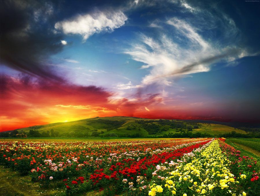 india-4200x3169-valley-of-flowers-meadows-roses-sunset-clouds-5310