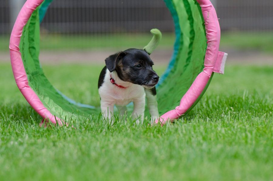 jack-russel-puppy-750608_1280