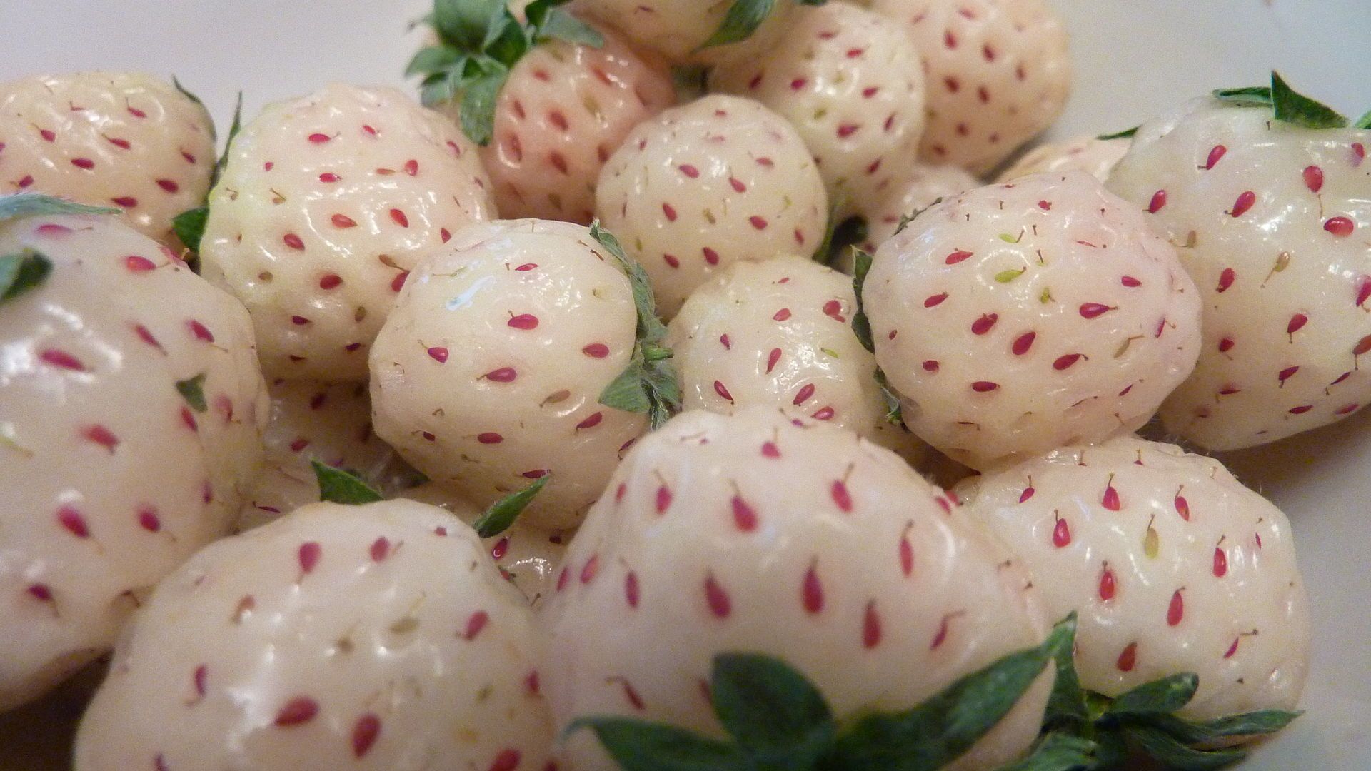 Come nasce la pianta di pineberry, le fragole bianche al sapore d’ananas