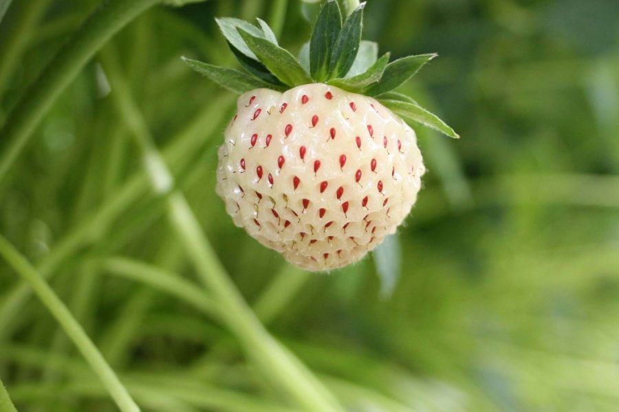 pineberry2