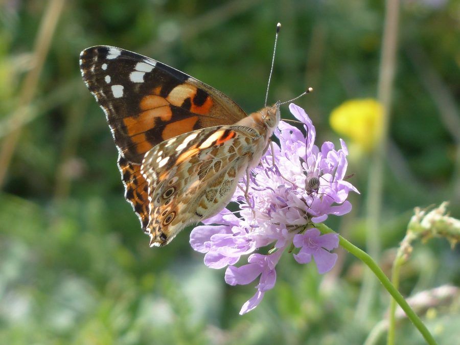 scabiosa