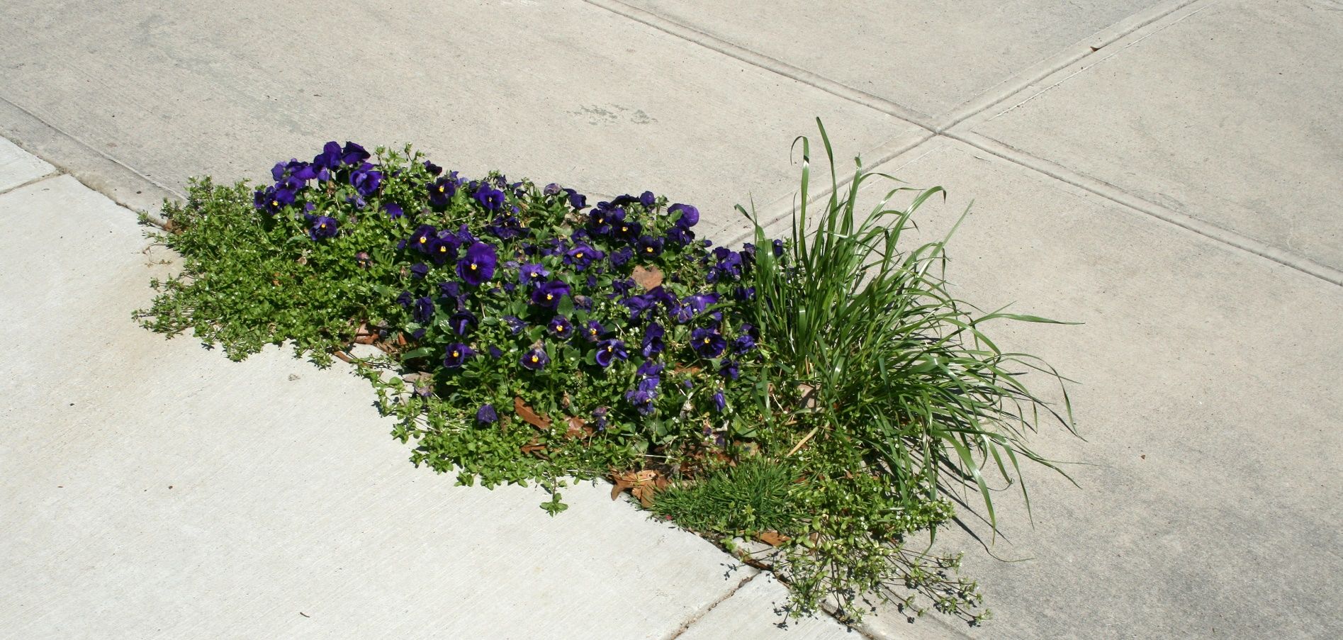 6 modi per togliere le erbacce dall’orto e dal giardino