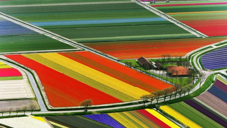 tulip-field-10961