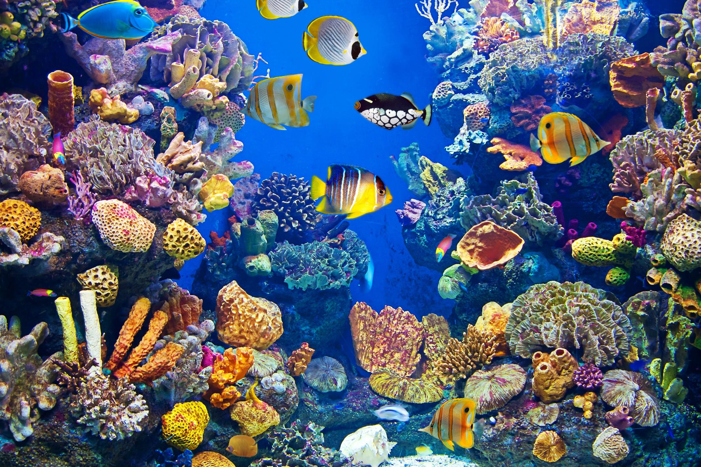 Qual è il pesce d’acquario più costoso del mondo?