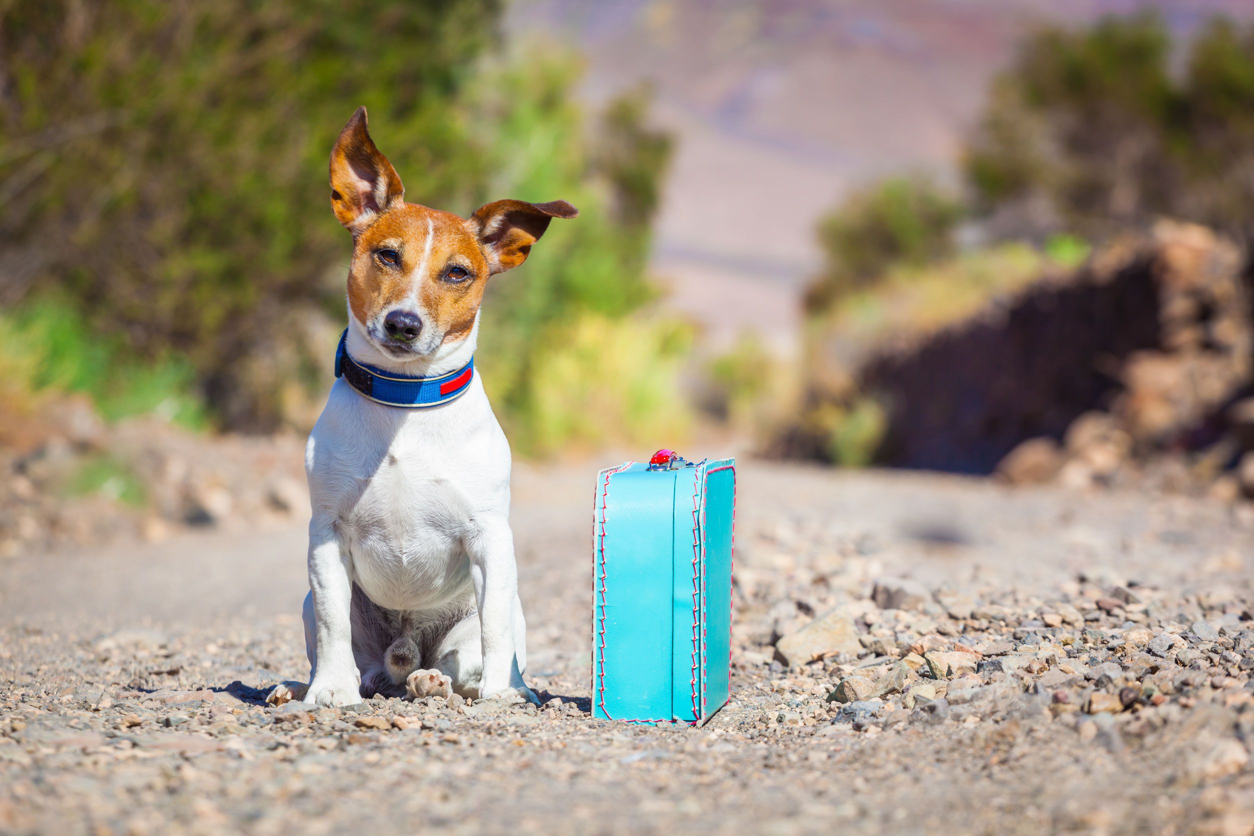 Lo spot contro l’abbandono dei cani che ha commosso la rete
