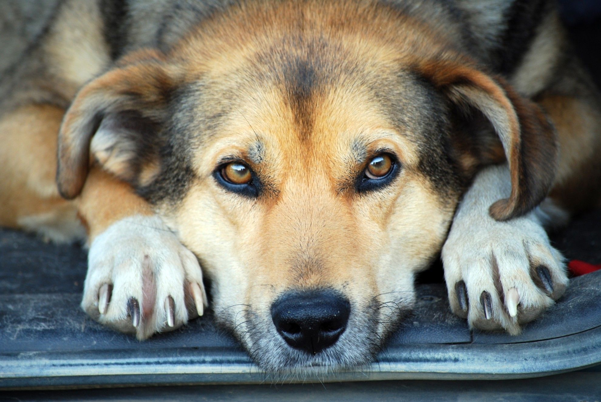 11 cose che gli esseri umani fanno e che i cani odiano