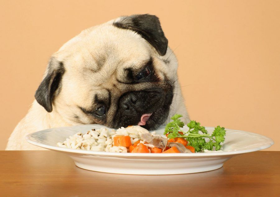 Gli alimenti dell'uomo che può mangiare il cane