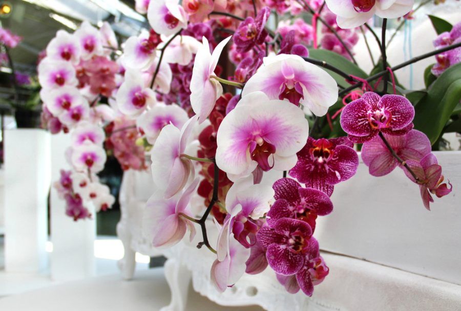 Orchidee1