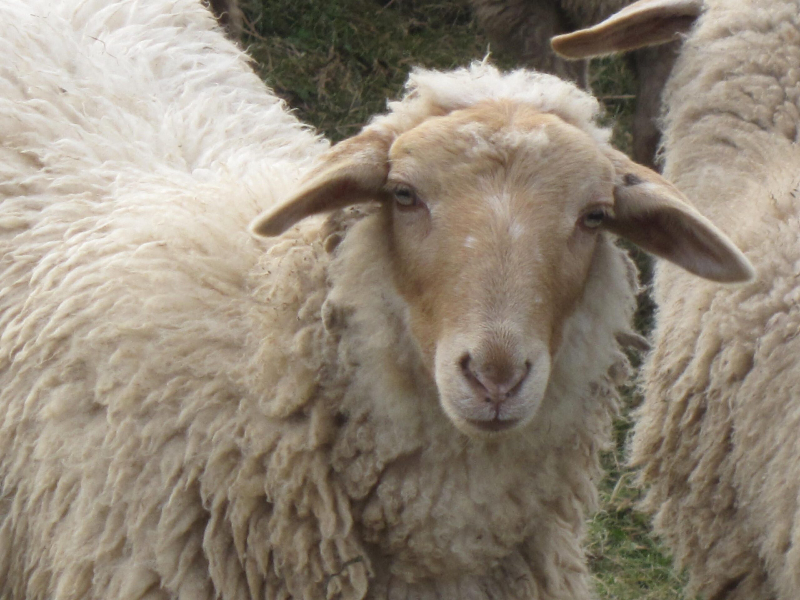 Come fu clonata la pecora Dolly?