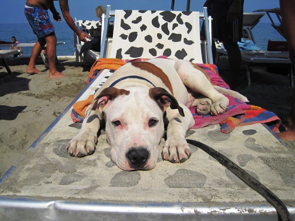 In vacanza con i cani: le 10 migliori spiagge pet friendly in Italia ... In vacanza con i cani: le 10 migliori spiagge pet friendly in Italia ...
