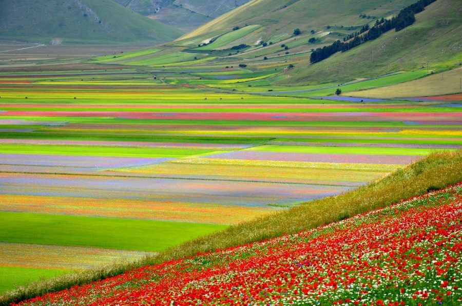 castelluccio-di-norcia2