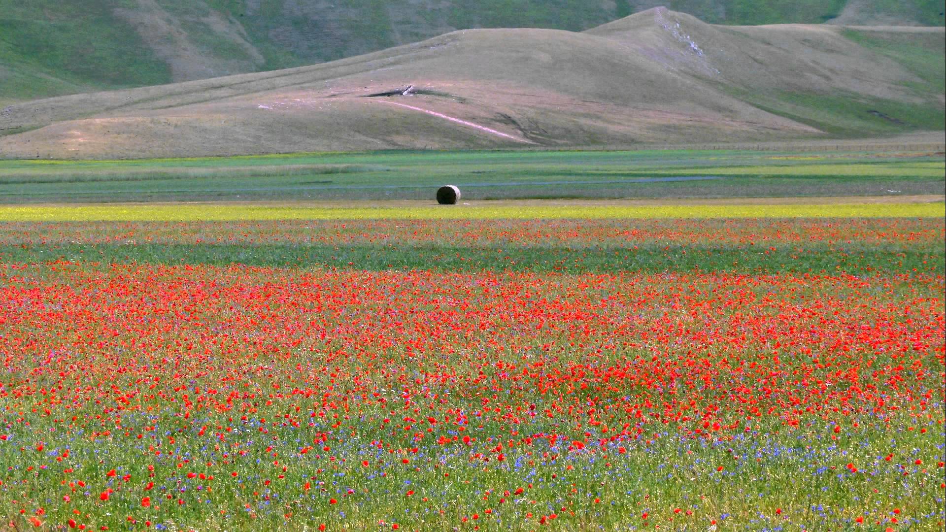 La magia della fioritura delle lenticchie a Castelluccio di Norcia