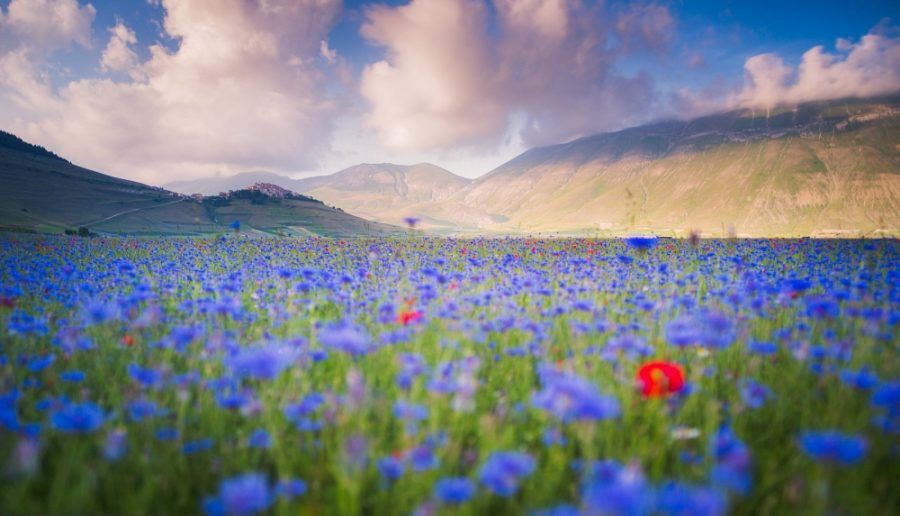 castelluccio-di-norcia5