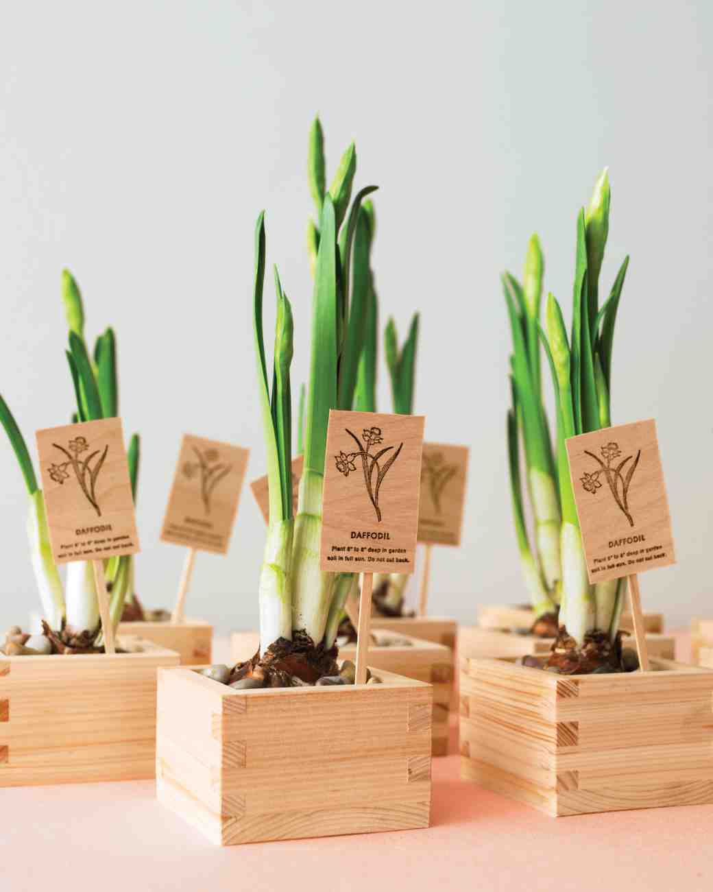 diy-floral-favors-daffodils-in-sake-cups-sp10-0615_vert