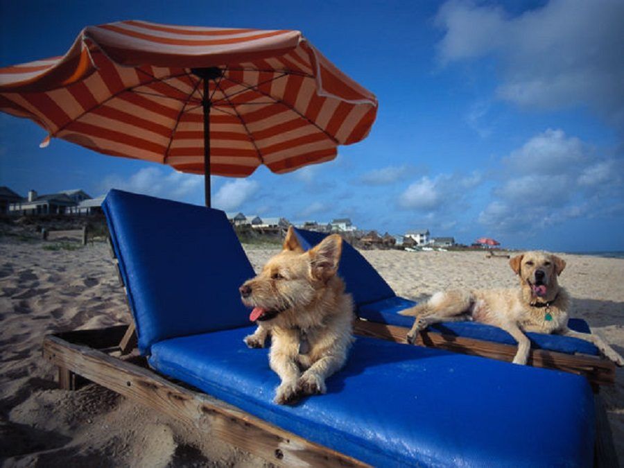 dog-beach-san-vincenzo