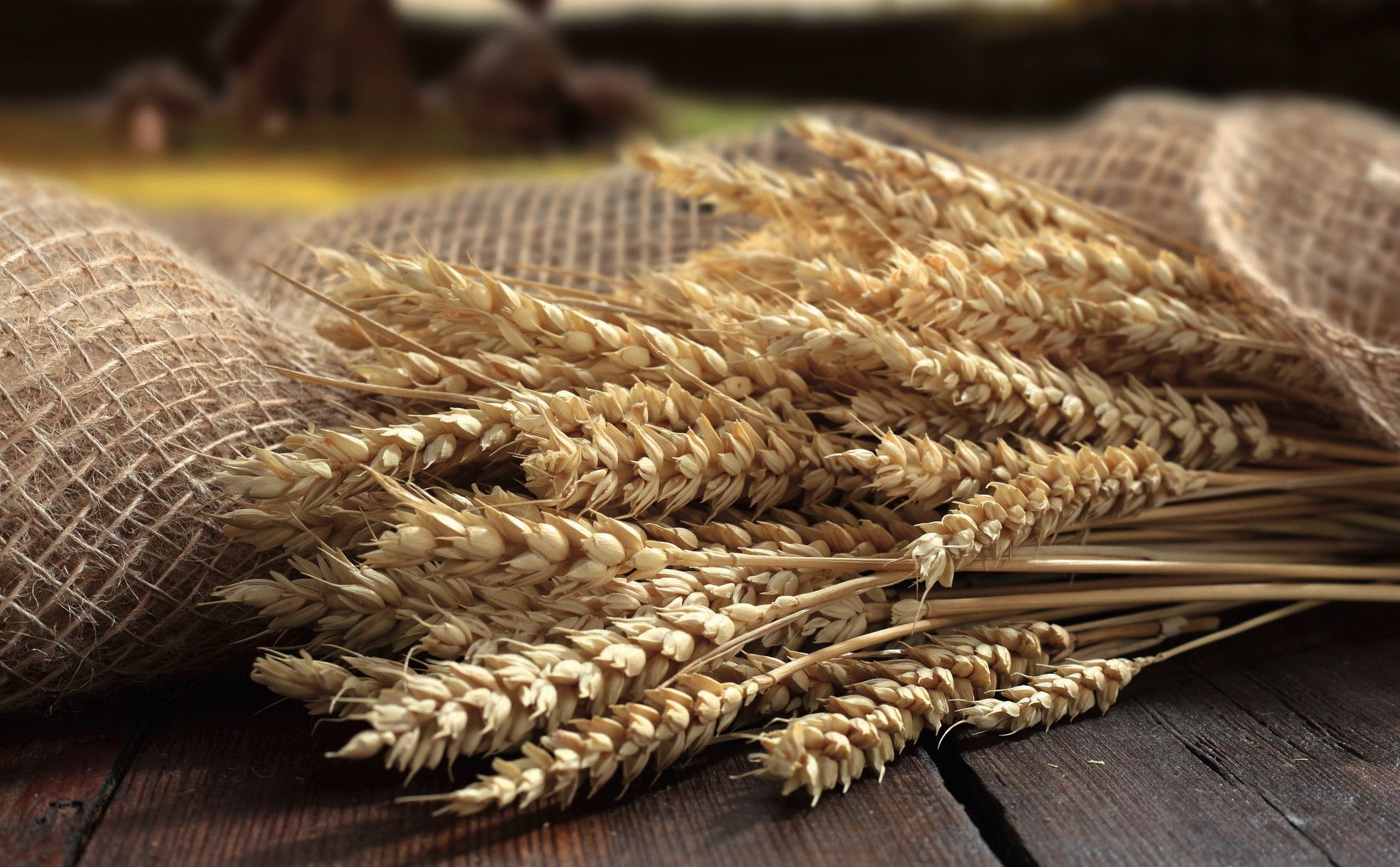 Quali sono le differenze tra farina comune e grani antichi