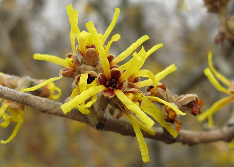 hamamelis