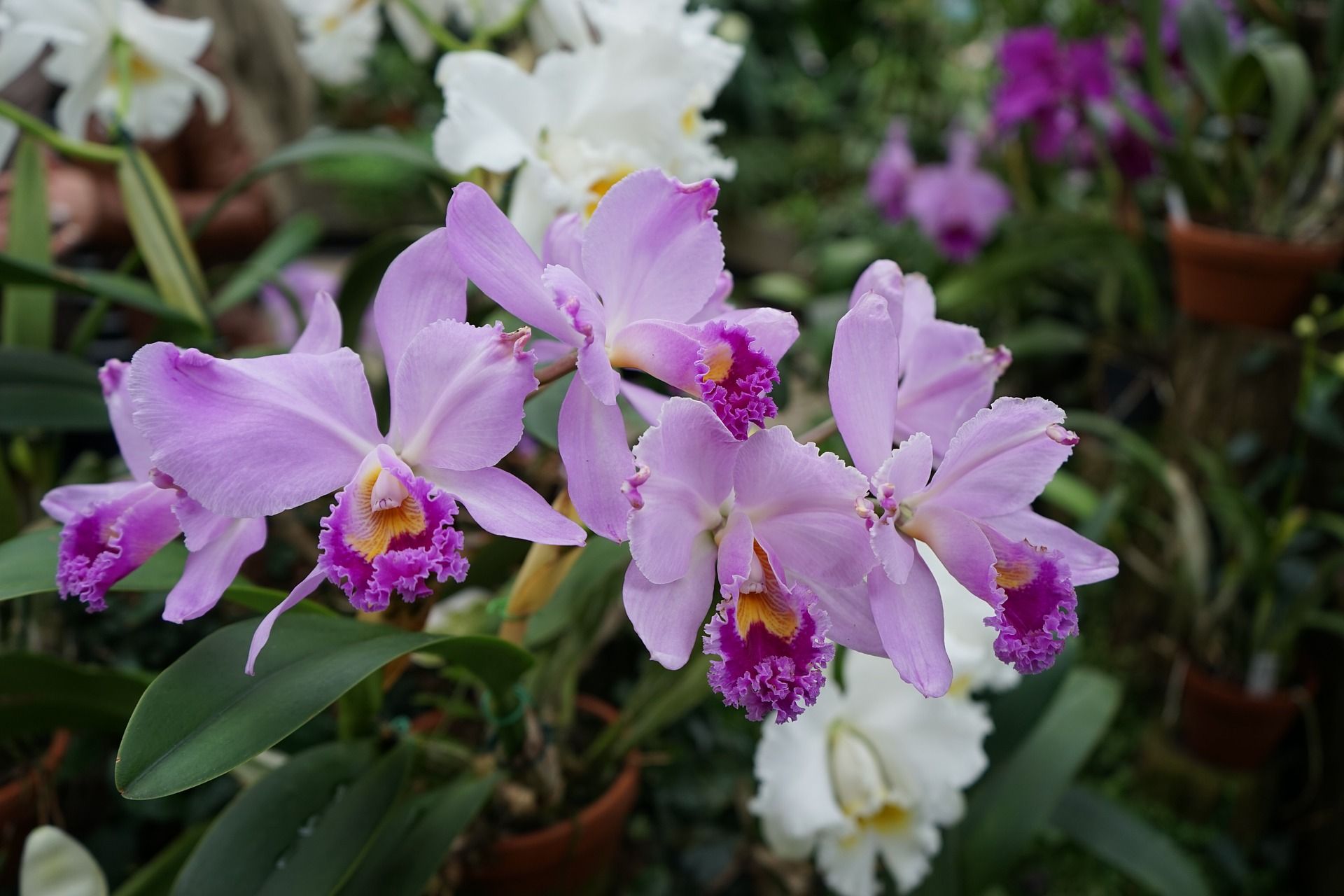 Come coltivare le orchidee in casa