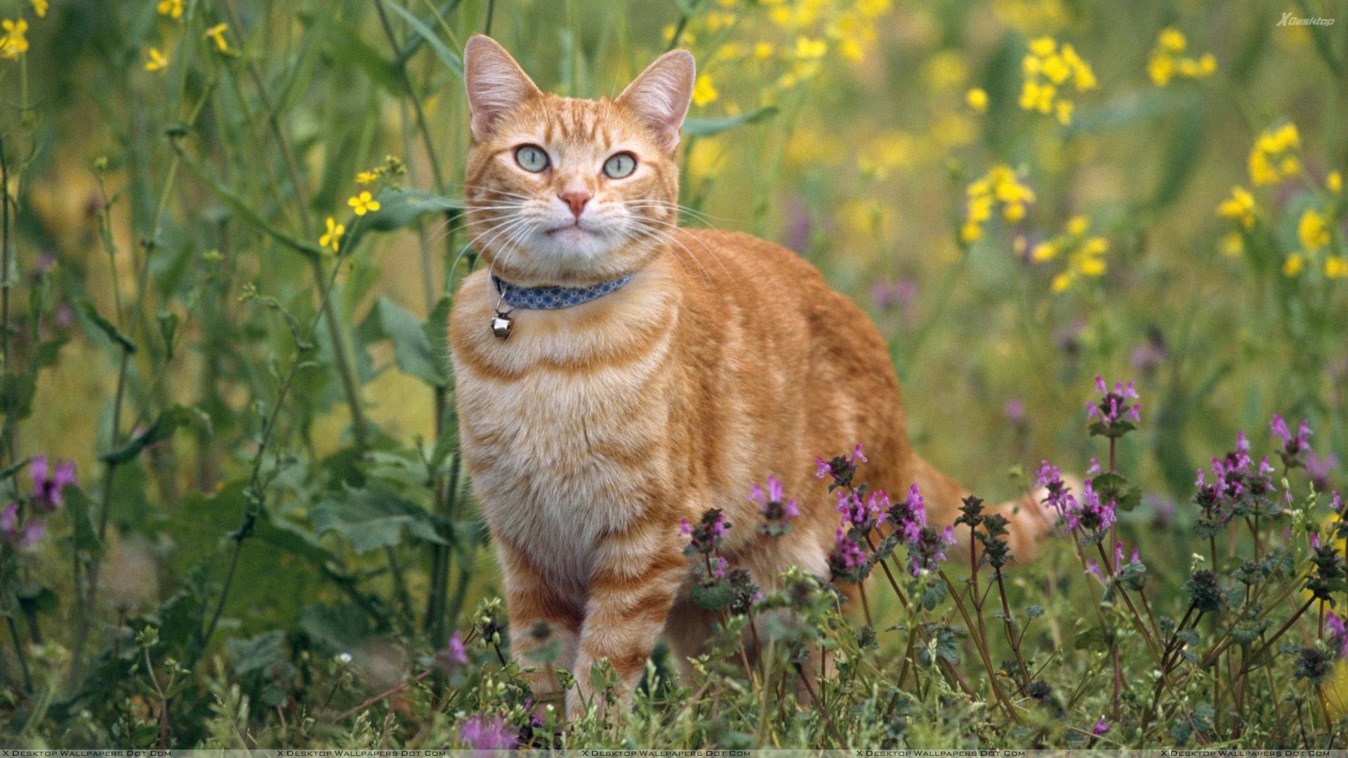 Come tenere lontani i gatti dal giardino (senza fargli del male)