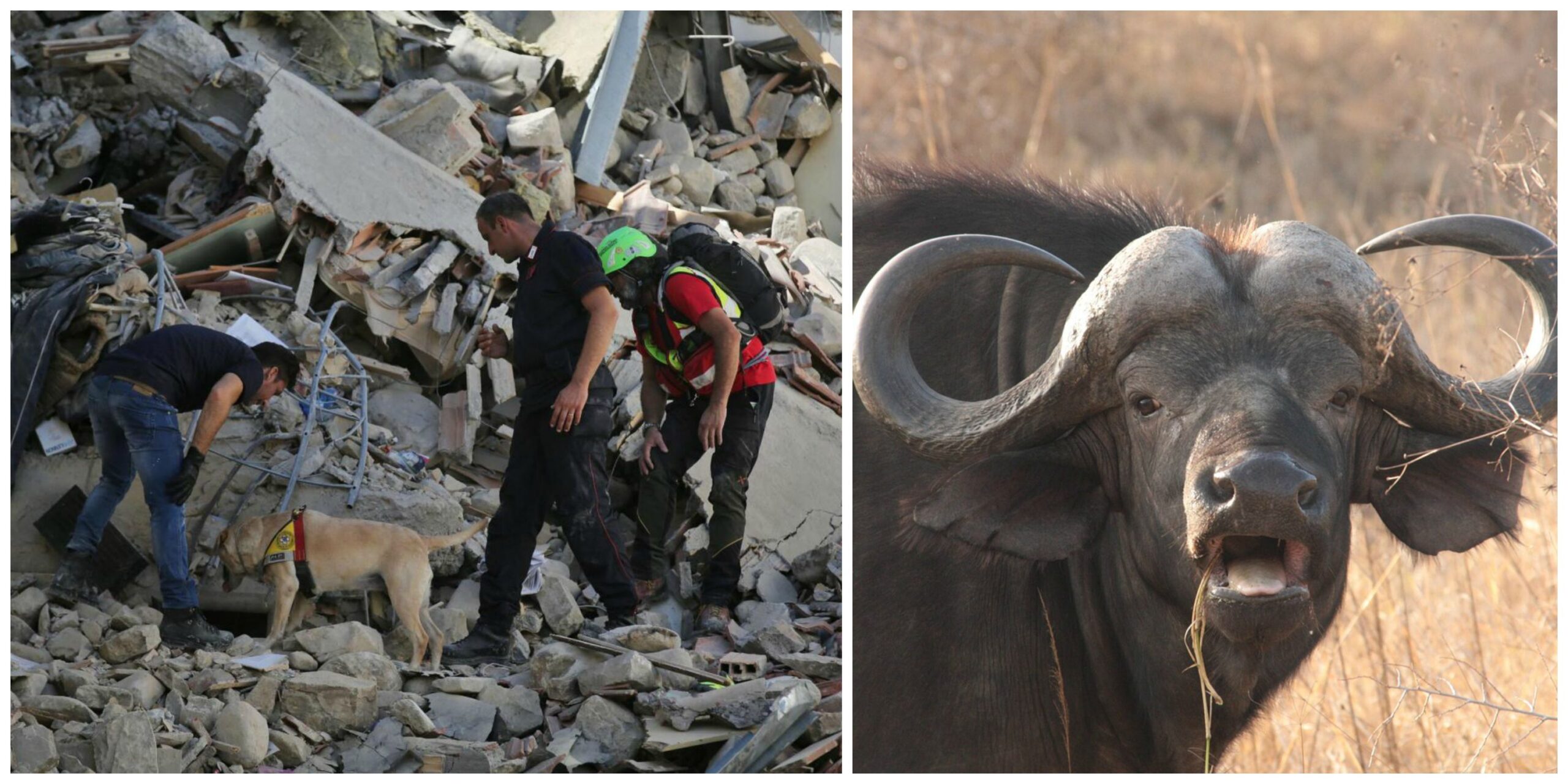 Terremoto del centro Italia: le bufale a cui non credere