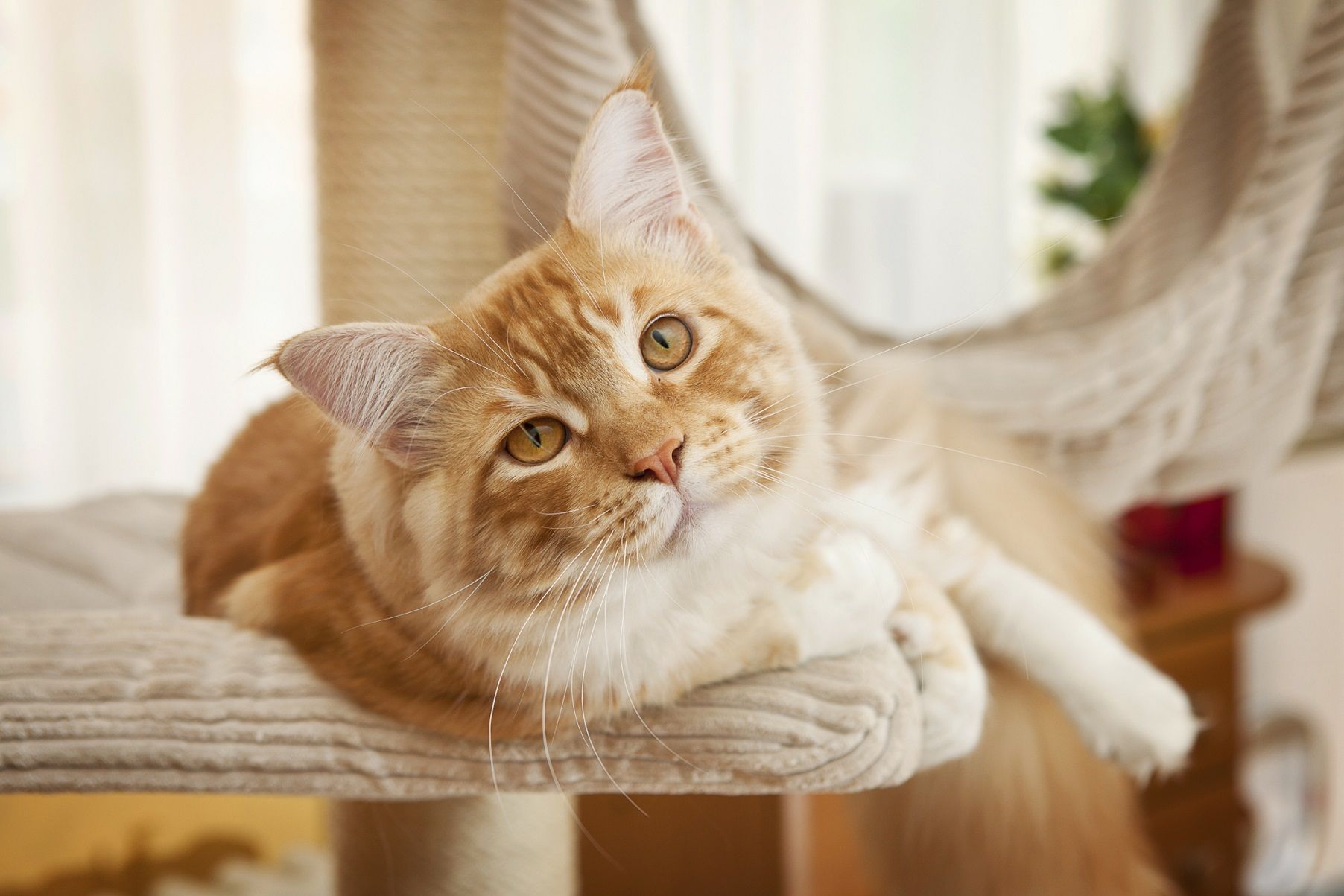 Tutti i trucchi per fotografare gli animali in casa