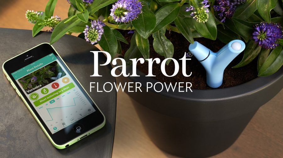 Parrot flower power