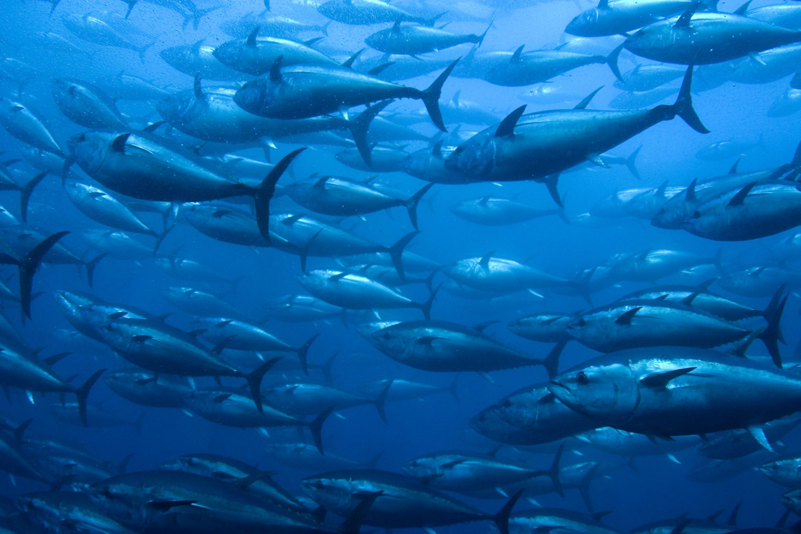 Avvistato il pesce dalla testa trasparente