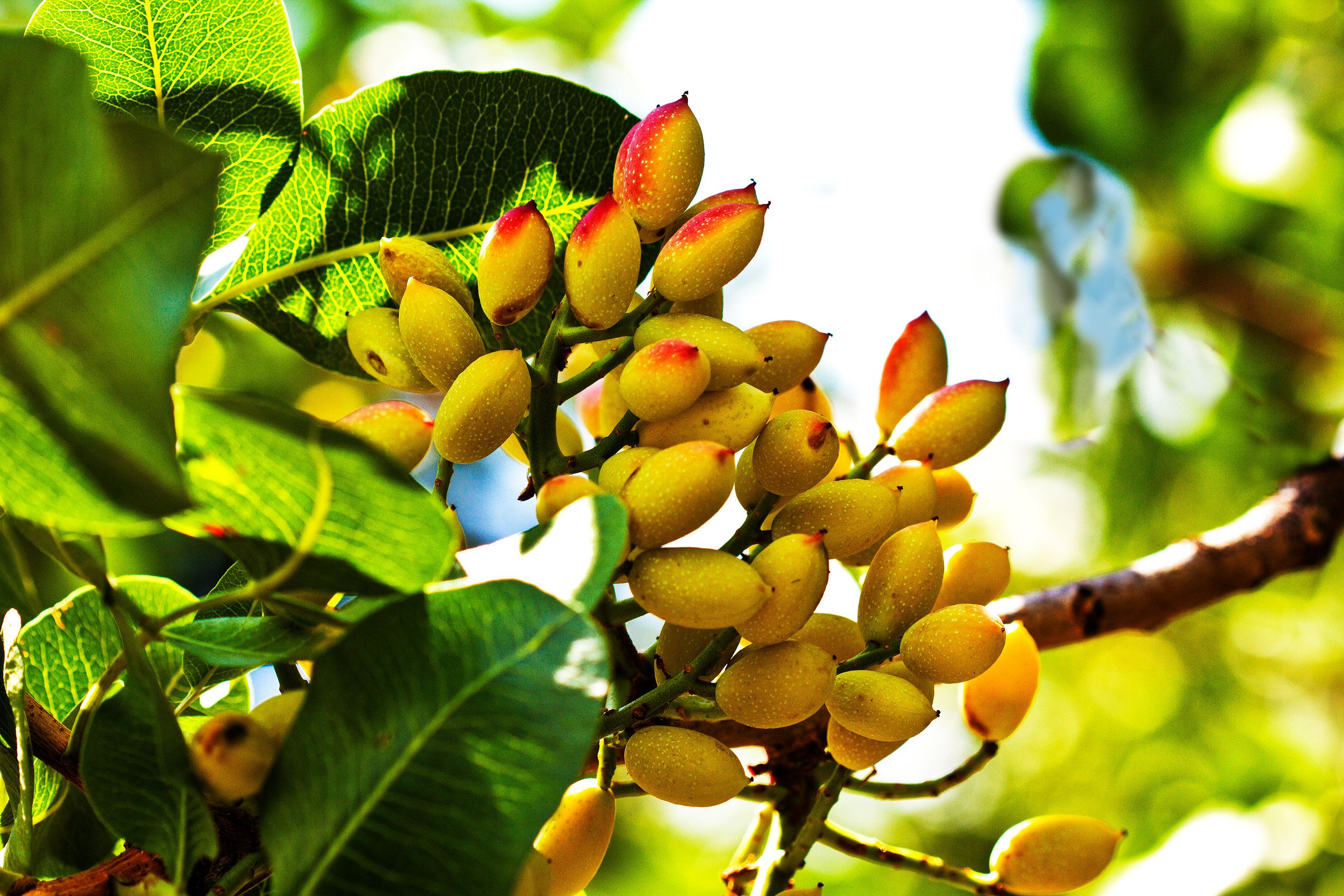 Pistacchio di Bronte: come si riconosce