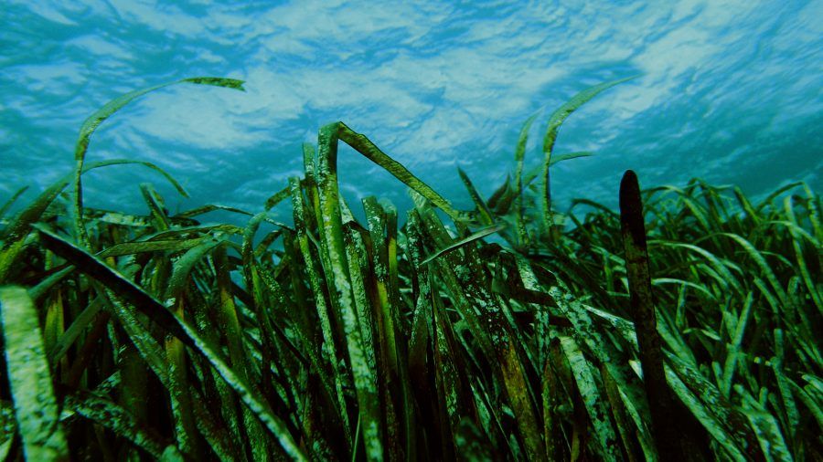 alghe-marine