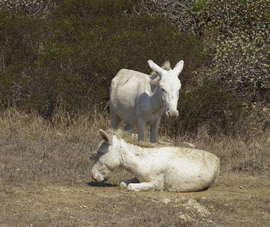 asinara_2