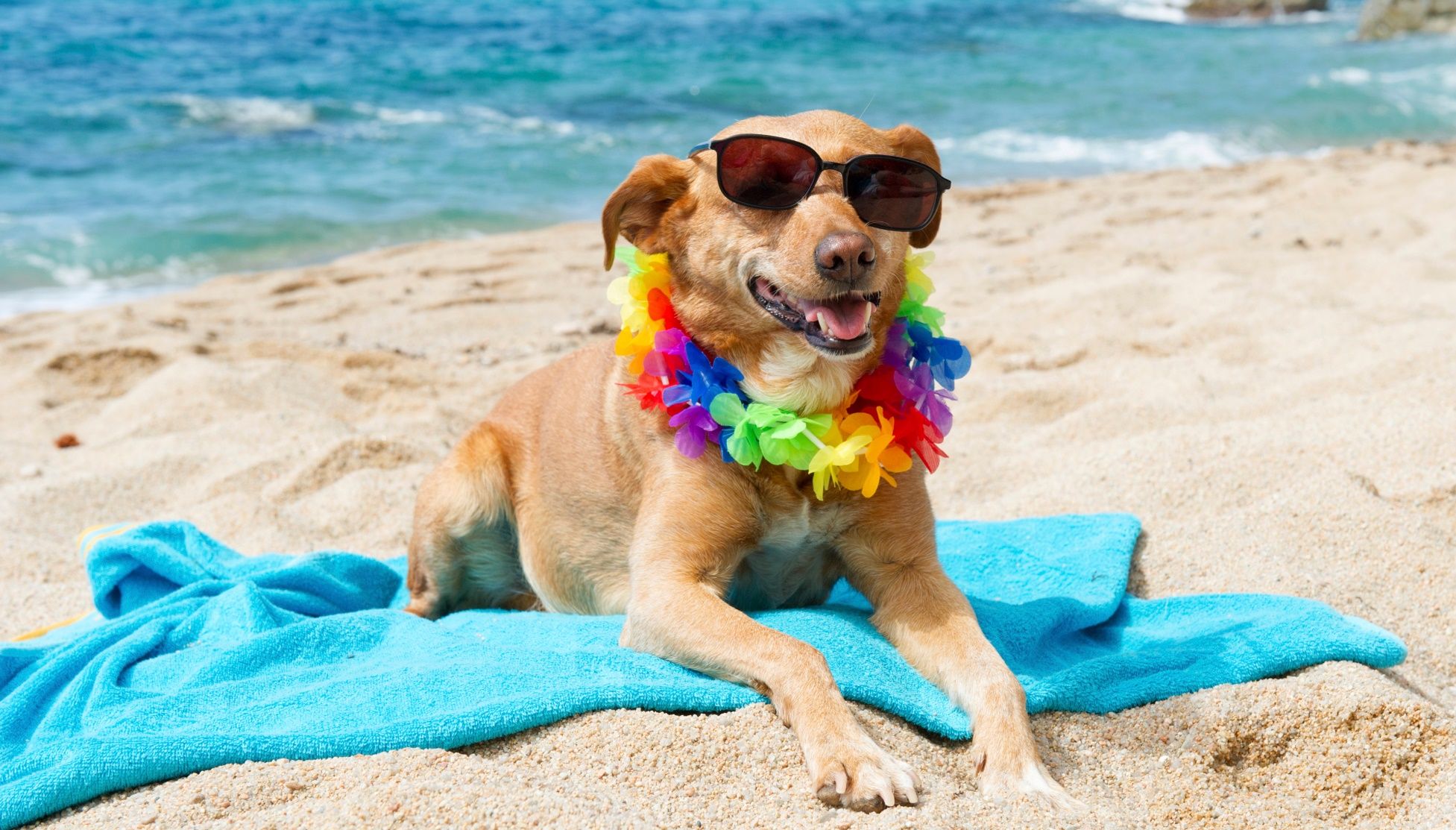 I cani possono soffrire di scottature solari?