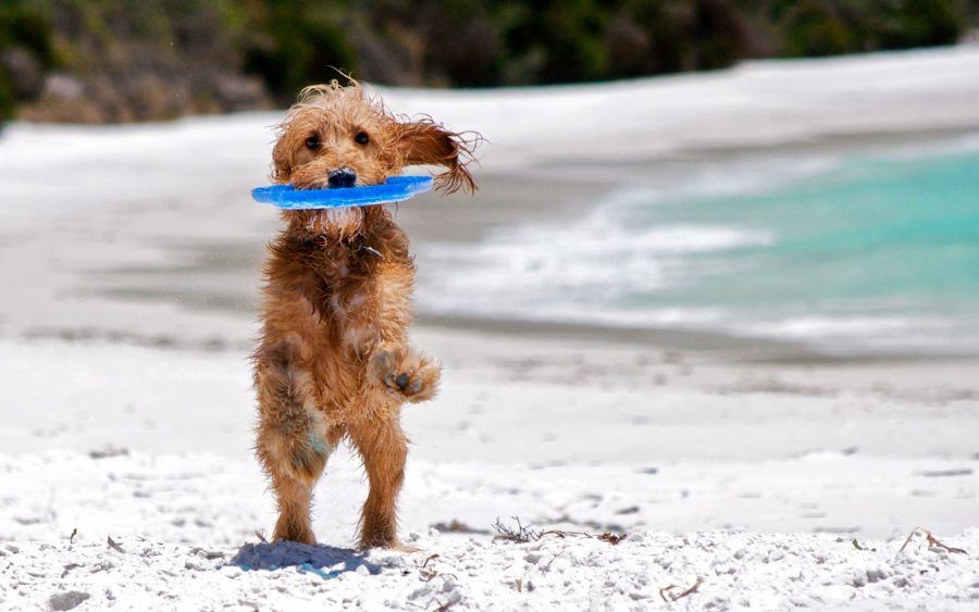 Proteggete i vostri cani al mare