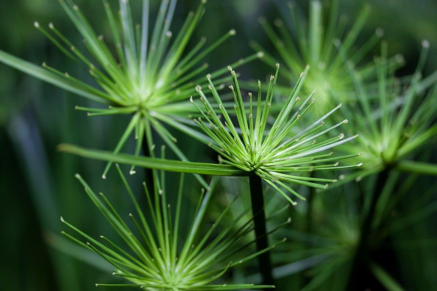 cyperus-670404_1280