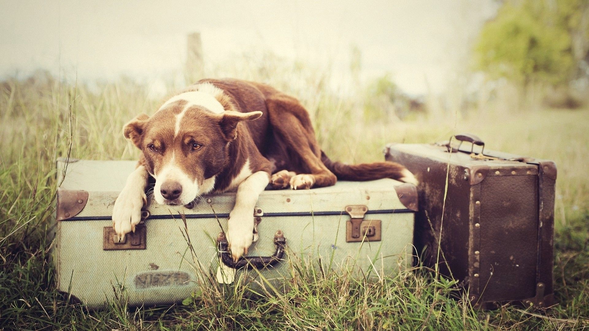 In vacanza con il cane: la lista delle cose da portare