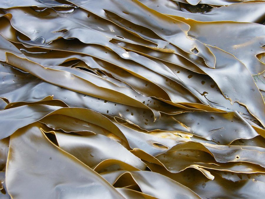 alghe brune 