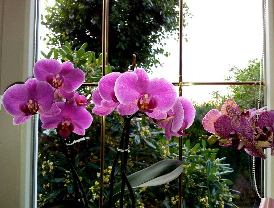 orchid-352609_1280