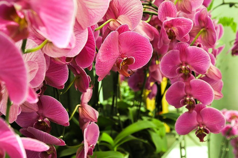 phalaenopsis-765359_1280