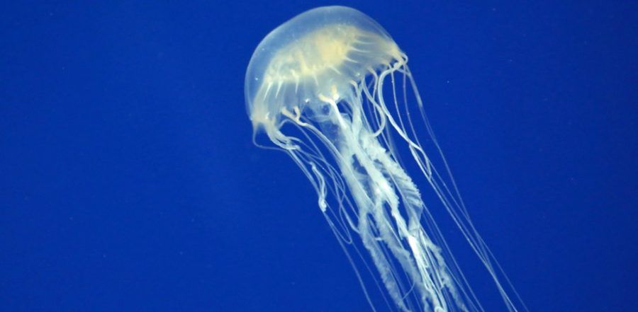 Le meduse in realtà non pungono...
