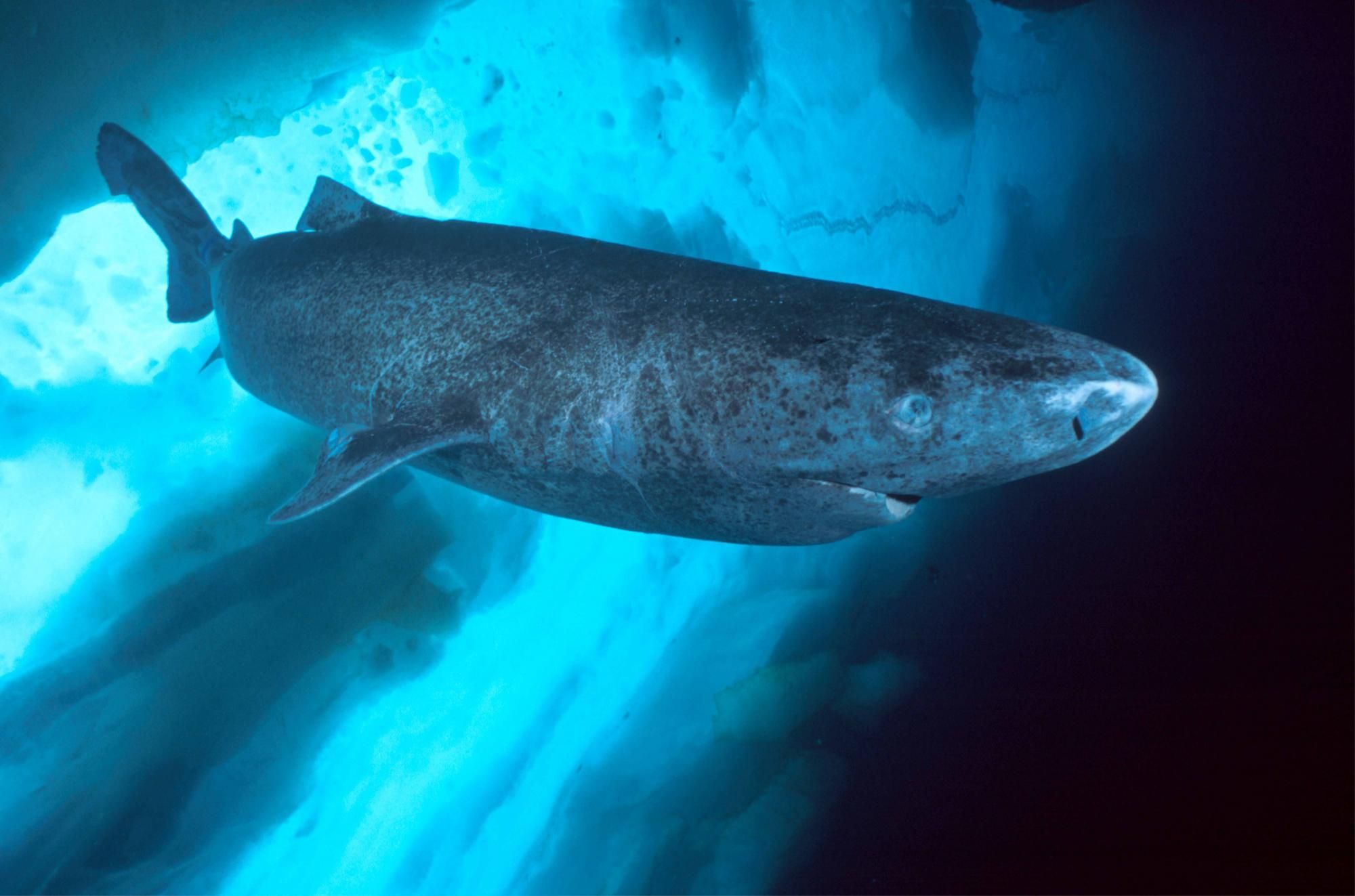 Qual è l’animale vertebrato più longevo?