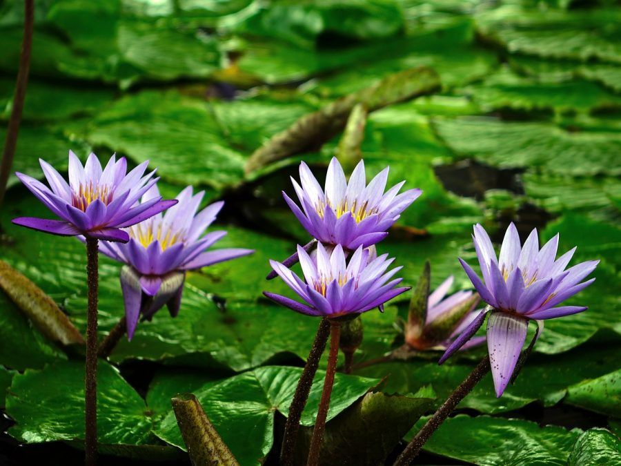 water-lily-374759_1280