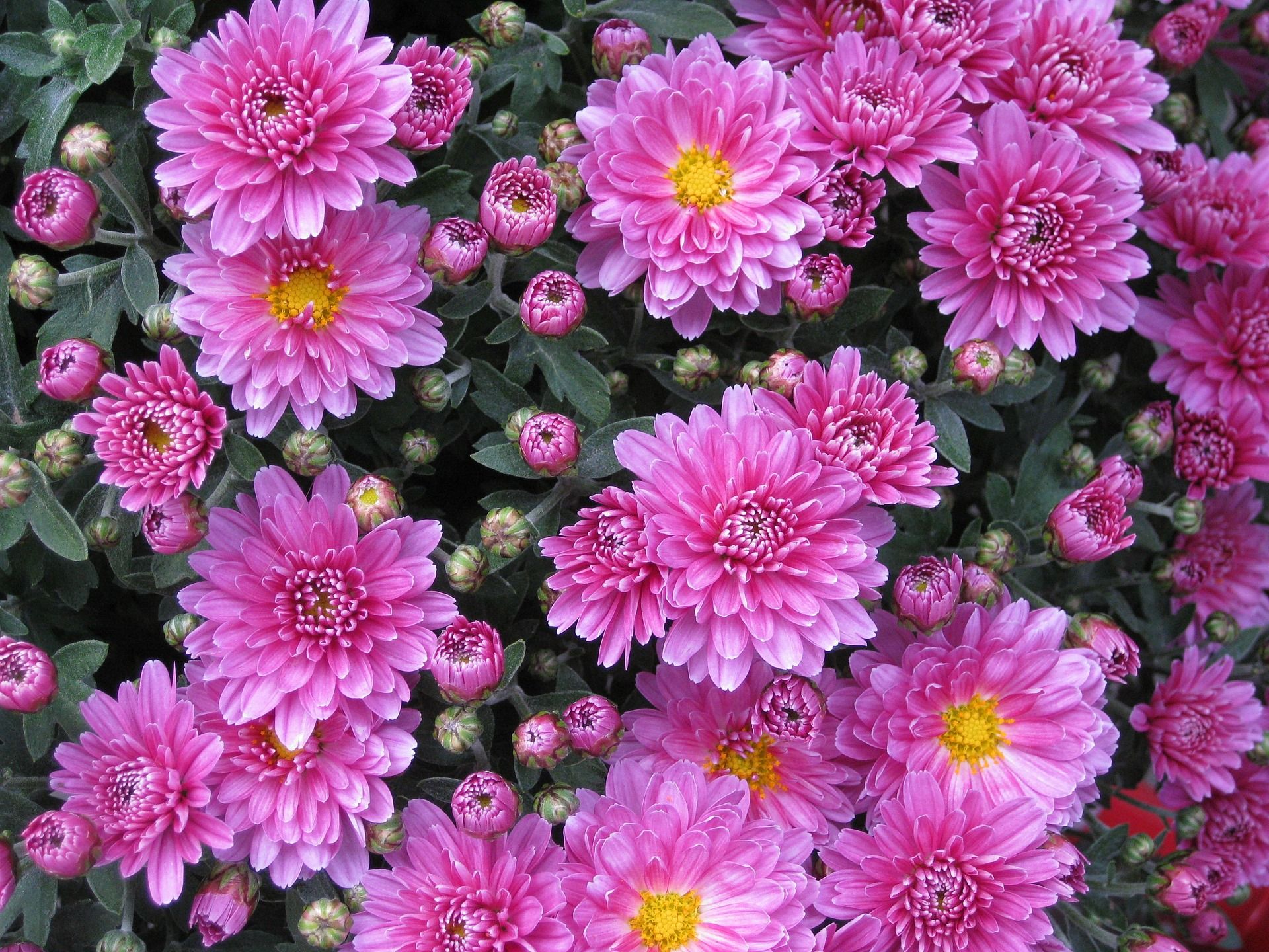 Colore in giardino con i “Settembrini”