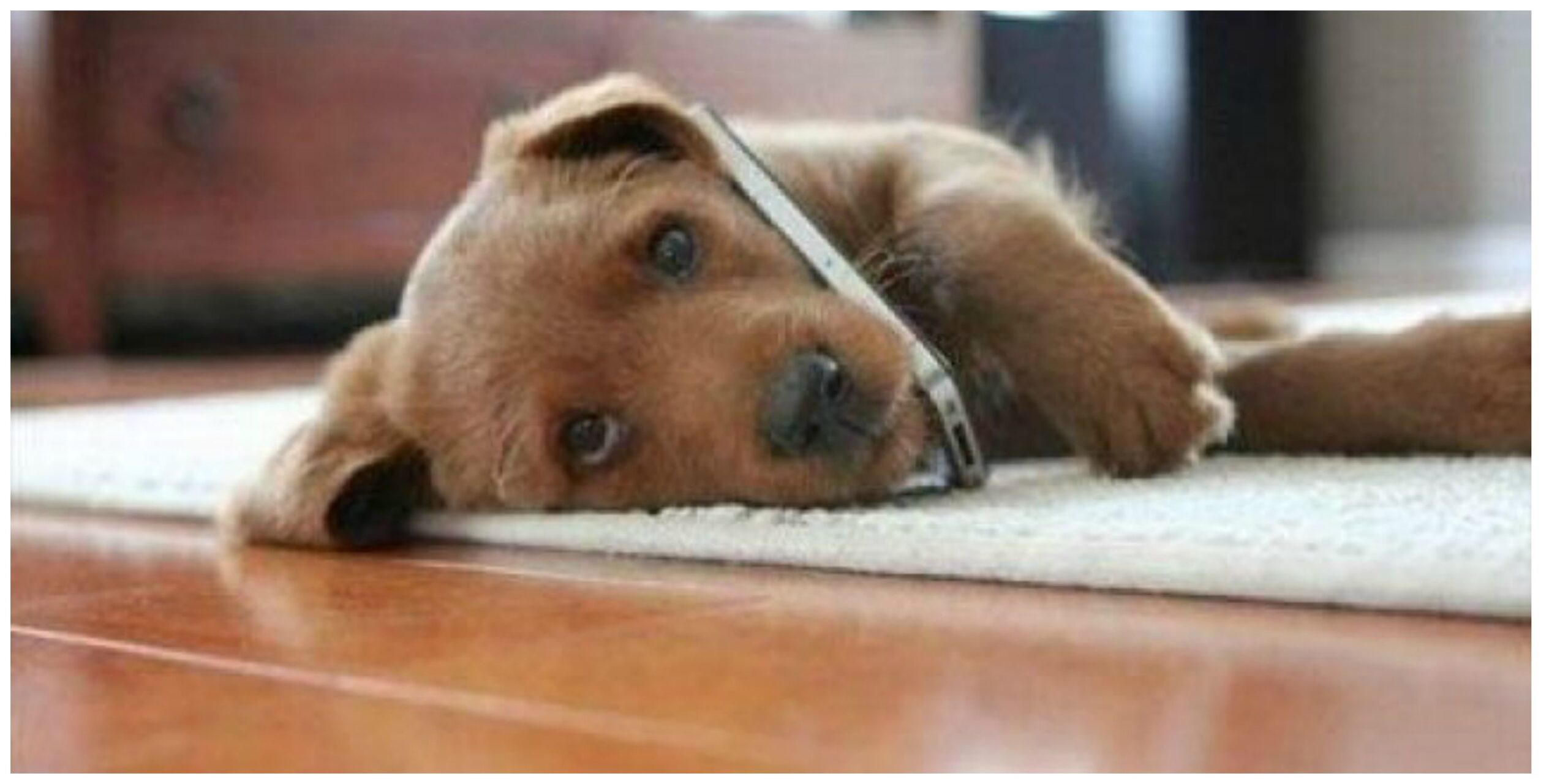 Coco è il cane proprietario di 8 iPhone7