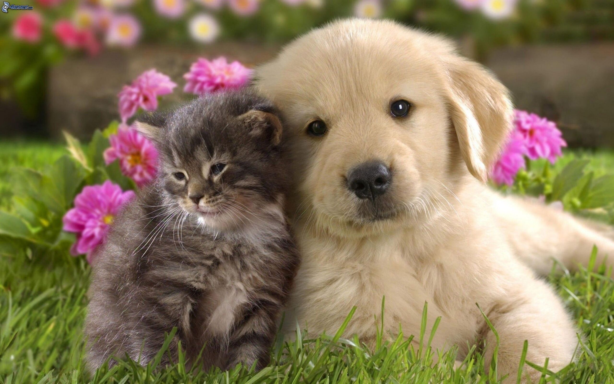 Che differenza c’è tra chi ama i gatti e chi ama i cani?