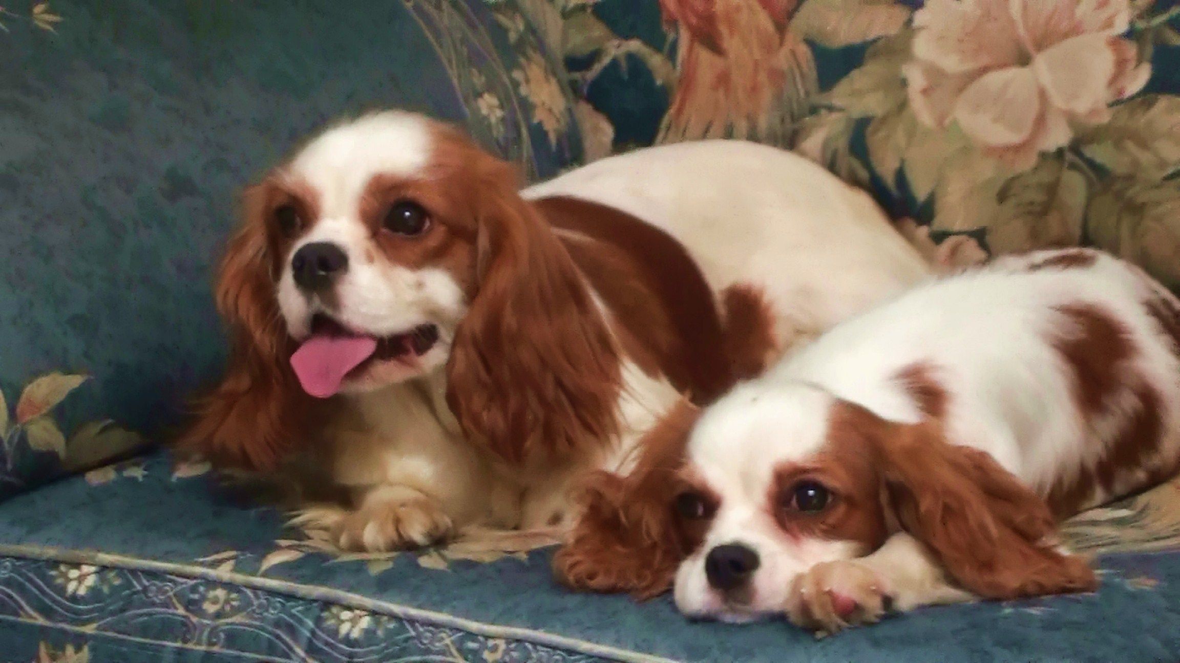 Il Cavalier king: un cane tutto da coccolare